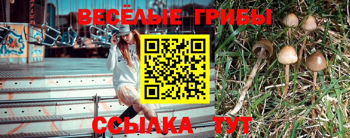 Галлюциногенные грибы Psilocybine cubensis Тимашёвск